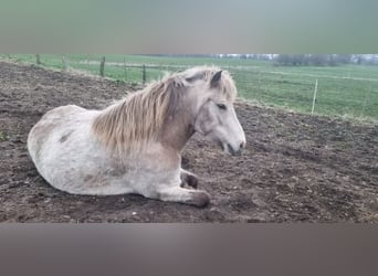 Caballos islandeses, Yegua, 6 años, 144 cm