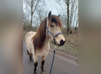 Caballos islandeses, Yegua, 6 años, 144 cm