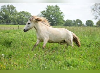 Caballos islandeses, Yegua, 6 años, 144 cm