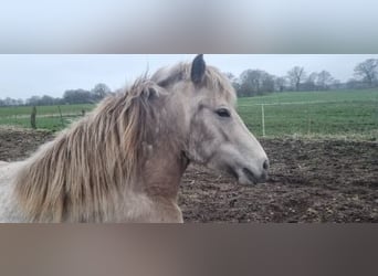 Caballos islandeses, Yegua, 6 años, 144 cm