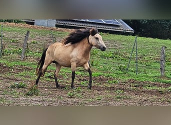 Caballos islandeses, Yegua, 6 años, 144 cm