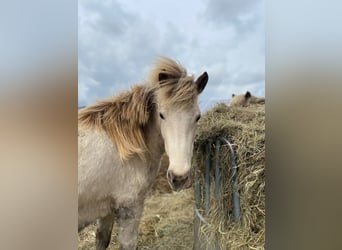 Caballos islandeses, Yegua, 6 años, 144 cm