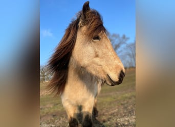 Caballos islandeses, Yegua, 6 años, 144 cm