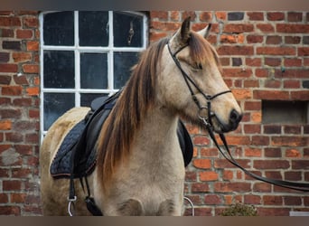 Caballos islandeses, Yegua, 6 años, 144 cm