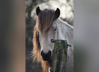 Caballos islandeses, Yegua, 6 años, 144 cm