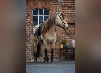 Caballos islandeses, Yegua, 6 años, 144 cm