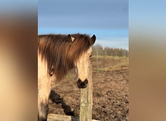 Caballos islandeses, Yegua, 6 años, 144 cm