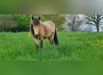 Caballos islandeses, Yegua, 6 años, 144 cm