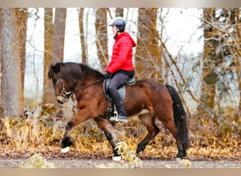 Caballos islandeses, Yegua, 6 años, 144 cm, Castaño