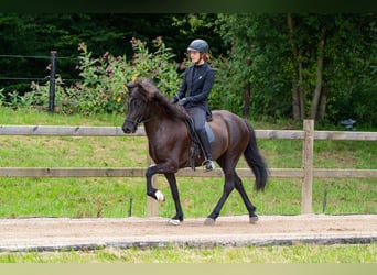 Caballos islandeses, Yegua, 6 años, 144 cm, Morcillo