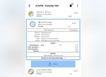 Caballos islandeses, Yegua, 6 años, 145 cm, Bayo