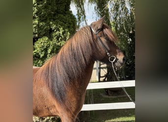 Caballos islandeses, Yegua, 6 años, 145 cm, Castaño