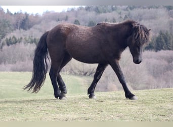 Caballos islandeses, Yegua, 6 años, 145 cm, Negro