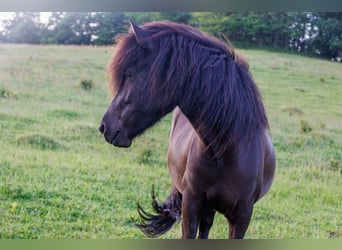 Caballos islandeses, Yegua, 6 años, 145 cm, Negro