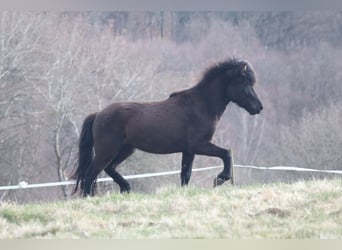 Caballos islandeses, Yegua, 6 años, 145 cm, Negro