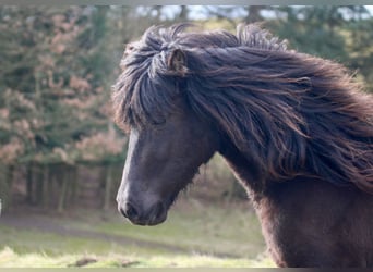 Caballos islandeses, Yegua, 6 años, 145 cm, Negro