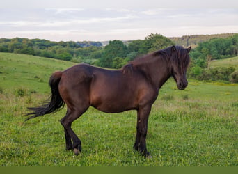 Caballos islandeses, Yegua, 6 años, 145 cm, Negro