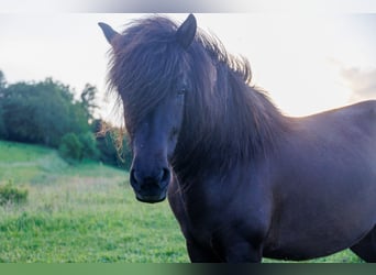 Caballos islandeses, Yegua, 6 años, 145 cm, Negro