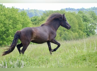 Caballos islandeses, Yegua, 6 años, 145 cm, Negro