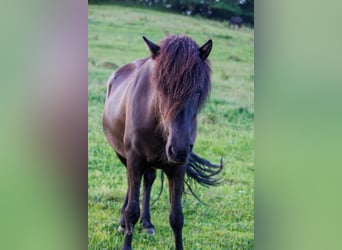 Caballos islandeses, Yegua, 6 años, 145 cm, Negro