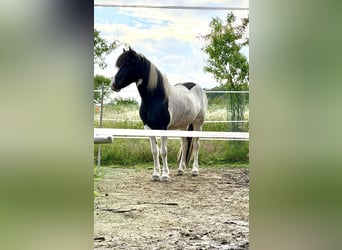 Caballos islandeses, Yegua, 6 años, 145 cm, Pío