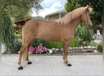 Caballos islandeses, Yegua, 6 años, 147 cm, Alazán