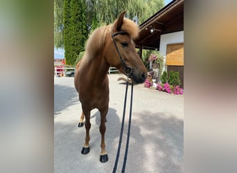 Caballos islandeses, Yegua, 6 años, 147 cm, Alazán