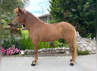 Caballos islandeses, Yegua, 6 años, 147 cm, Alazán