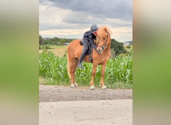 Caballos islandeses, Yegua, 6 años, 147 cm, Alazán