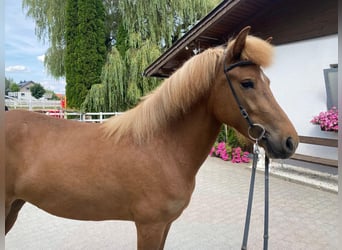 Caballos islandeses, Yegua, 6 años, 147 cm, Alazán