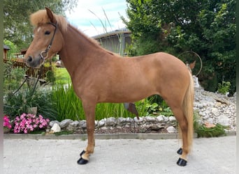 Caballos islandeses, Yegua, 6 años, 147 cm, Alazán