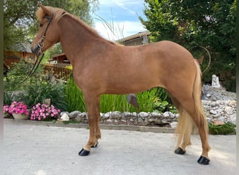 Caballos islandeses, Yegua, 6 años, 147 cm, Alazán