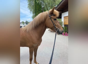 Caballos islandeses, Yegua, 6 años, 147 cm, Alazán