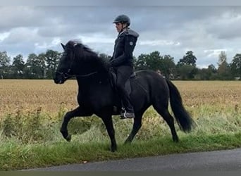 Caballos islandeses, Yegua, 6 años, 147 cm, Negro