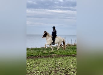 Caballos islandeses, Yegua, 6 años, 147 cm, Pío