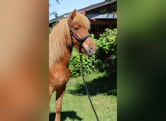 Caballos islandeses, Yegua, 6 años, Alazán