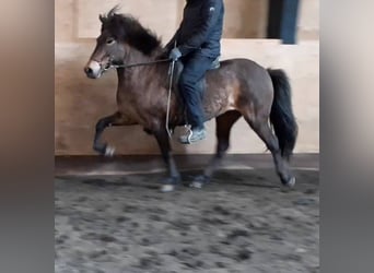 Caballos islandeses, Yegua, 6 años, Castaño