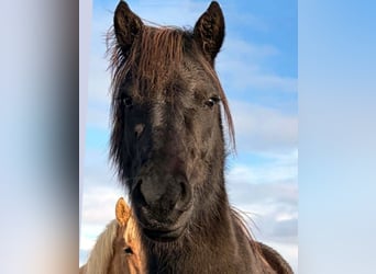 Caballos islandeses, Yegua, 6 años, Negro