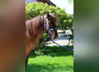 Caballos islandeses, Yegua, 6 años, Negro