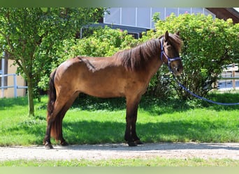 Caballos islandeses, Yegua, 6 años, Negro