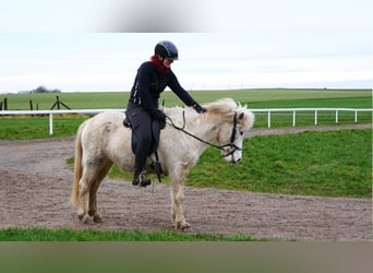 Caballos islandeses, Yegua, 6 años, Tordo