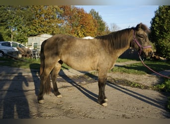 Caballos islandeses, Yegua, 7 años, 130 cm, Buckskin/Bayo