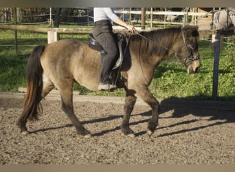 Caballos islandeses, Yegua, 7 años, 130 cm, Buckskin/Bayo