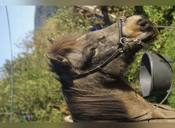 Caballos islandeses, Yegua, 7 años, 130 cm, Buckskin/Bayo