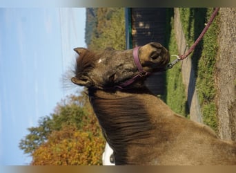 Caballos islandeses, Yegua, 7 años, 130 cm, Buckskin/Bayo