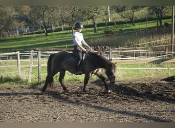 Caballos islandeses, Yegua, 7 años, 130 cm, Buckskin/Bayo