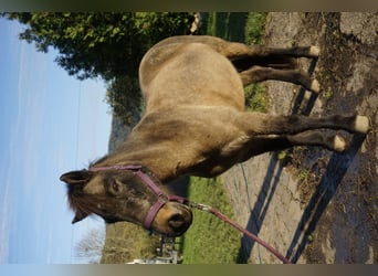 Caballos islandeses, Yegua, 7 años, 130 cm, Buckskin/Bayo