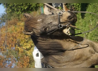 Caballos islandeses, Yegua, 7 años, 130 cm, Buckskin/Bayo