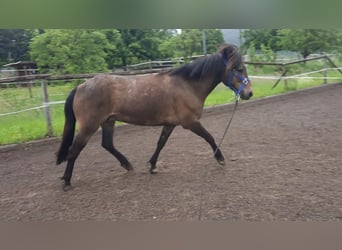 Caballos islandeses, Yegua, 7 años, 130 cm, Buckskin/Bayo