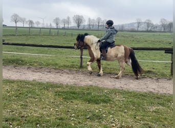 Caballos islandeses, Yegua, 7 años, 134 cm, Pío